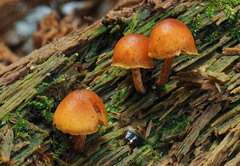 Gymnopilus bellulus