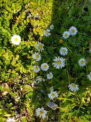 Anthemis chia