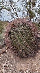 Ferocactus emoryi