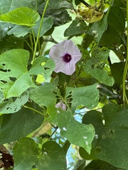 Ipomoea tiliacea