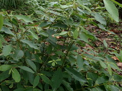 Callicarpa formosana formosana