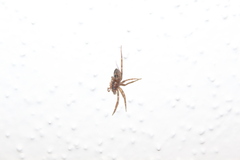 Liocranum rupicola