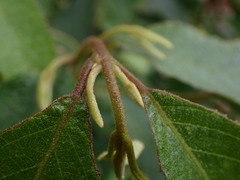 Callicarpa formosana formosana