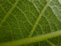 Callicarpa formosana formosana
