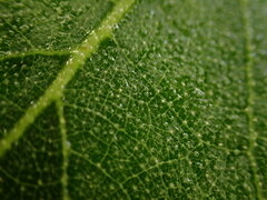 Callicarpa formosana formosana