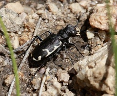 Cicindela longilabris