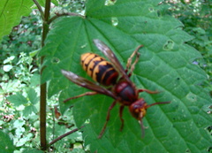 Vespa crabro