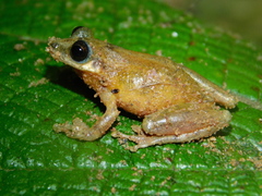 Scinax wandae
