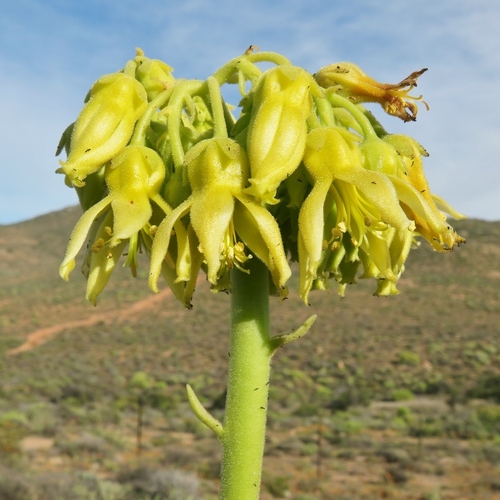 Cotyledon cuneata