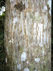 Dendrophorbium lloense