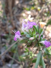 Dicliptera bupleuroides