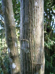 Dendrophorbium lloense