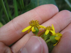 Dendrophorbium lloense