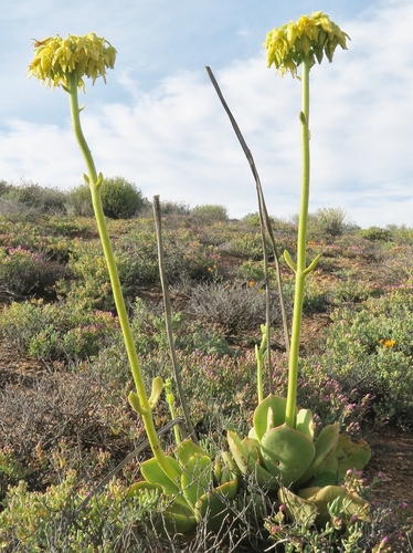 Cotyledon cuneata