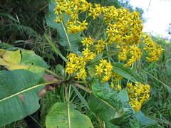Dendrophorbium lloense