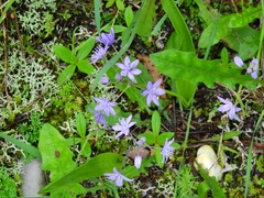 Scilla
