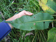 Dendrophorbium lloense