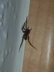 Liocranum rupicola