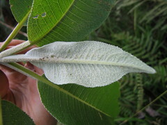 Dendrophorbium lloense