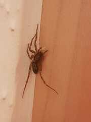 Liocranum rupicola