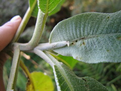 Dendrophorbium lloense