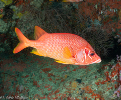 Sargocentron spiniferum