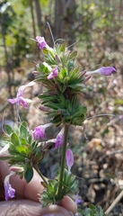 Dicliptera bupleuroides