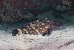 Epinephelus coeruleopunctatus