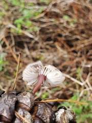 Mycena seynii