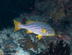 Plectorhinchus vittatus
