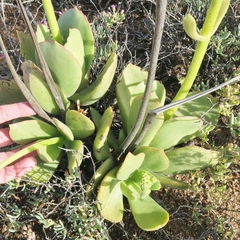 Cotyledon cuneata