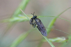 Dioctria atricapilla