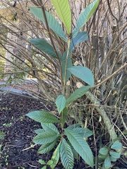 Psychotria nervosa