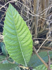 Psychotria nervosa
