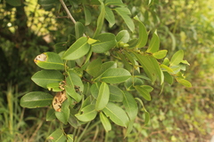 Uvaria caffra