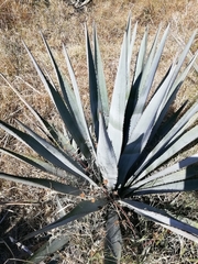 Agave tequilana