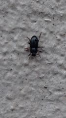 Blapstinus discolor