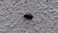 Blapstinus discolor