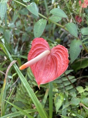Anthurium andraeanum