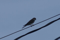 Falco sparverius