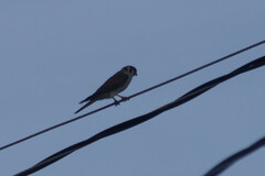 Falco sparverius