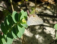 Hemiargus ceraunus