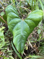 Anthurium andraeanum