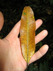 Sapium
