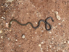 Homoroselaps dorsalis