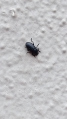 Blapstinus discolor