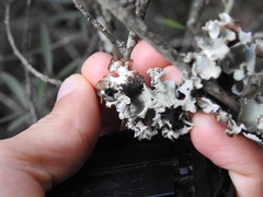 Parmotrema hypoleucinum