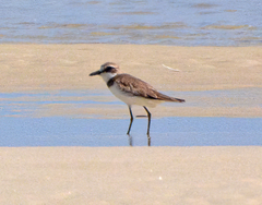 Charadrius leschenaultii