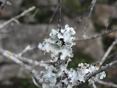 Parmotrema hypoleucinum