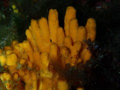 Axinella verrucosa